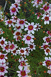Sweet Dreams Tickseed (Coreopsis rosea 'Sweet Dreams') at A Very Successful Garden Center
