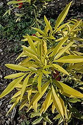 Lightning Flash Tickseed (Coreopsis tripteris 'Lightning Flash') at Lakeshore Garden Centres