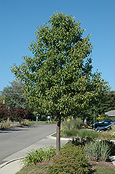 Aristocrat Ornamental Pear (Pyrus calleryana 'Aristocrat') at Lakeshore Garden Centres
