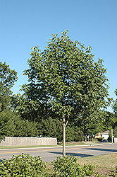 Autumn Applause White Ash (Fraxinus americana 'Autumn Applause') at Lakeshore Garden Centres