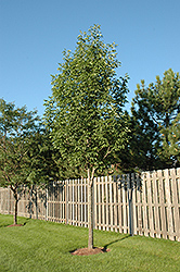 Sparticus White Ash (Fraxinus americana 'Sparticus') at Lakeshore Garden Centres