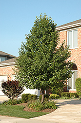 Rancho Ornamental Pear (Pyrus calleryana 'Rancho') at Lakeshore Garden Centres