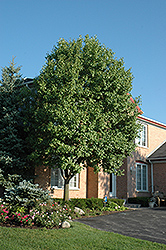 Fauriei Ornamental Pear (Pyrus calleryana 'Fauriei') at Lakeshore Garden Centres