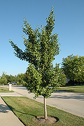 Fairmount Ginkgo (Ginkgo biloba 'Fairmount') at Lakeshore Garden Centres