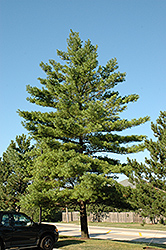 White Pine (Pinus strobus) at A Very Successful Garden Center