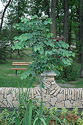 Clone 4 Katsura Tree (Cercidiphyllum japonicum 'Clone 4') at Lakeshore Garden Centres