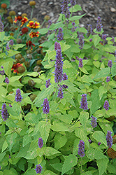 Golden Jubilee Anise Hyssop (Agastache foeniculum 'Golden Jubilee') at Lakeshore Garden Centres