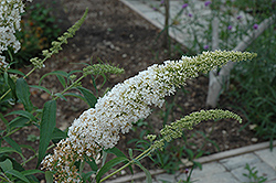 White Bouquet Butterfly Bush (Buddleia davidii 'White Bouquet') at Lakeshore Garden Centres
