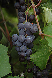 Minnesota 78 Grape (Vitis 'Minnesota 78') at Lakeshore Garden Centres