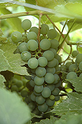 Kay Gray Grape (Vitis 'Kay Gray') at Lakeshore Garden Centres