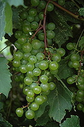 Morden 9703 Grape (Vitis 'Morden 9703') at Lakeshore Garden Centres