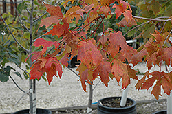 Unity Sugar Maple (Acer saccharum 'Unity') at Golden Acre Home & Garden