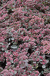 Vera Jameson Stonecrop (Sedum 'Vera Jameson') at Lakeshore Garden Centres