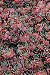 Purple Beauty Hens And Chicks (Sempervivum 'Purple Beauty') at Lakeshore Garden Centres