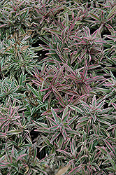 Variegated Creeping Phlox (Phlox x procumbens 'Variegata') at Lakeshore Garden Centres