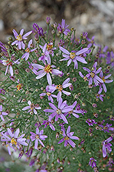 Dwarf Rhone Aster (Aster sedifolius 'Nanus') at Lakeshore Garden Centres