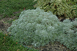 Silver Mound Artemisia (Artemisia schmidtiana 'Silver Mound') at Mainescape Nursery