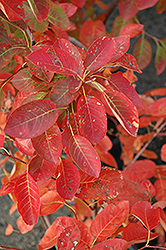 Autumn Brilliance Serviceberry (Amelanchier x grandiflora 'Autumn Brilliance') at Mainescape Nursery