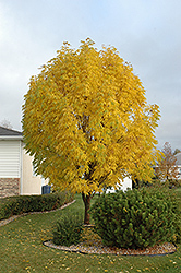 Mancana Manchurian Ash (Fraxinus mandshurica 'Mancana') at Lakeshore Garden Centres