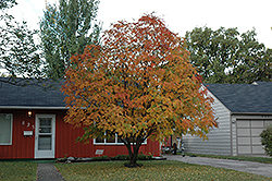 American Mountain Ash (Sorbus americana) at Lakeshore Garden Centres