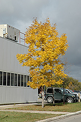 Fallgold Black Ash (Fraxinus nigra 'Fallgold') at Lakeshore Garden Centres