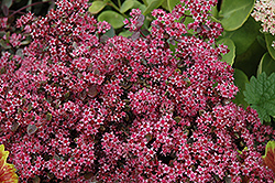 Purple Emperor Stonecrop (Sedum 'Purple Emperor') at Lakeshore Garden Centres