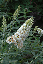 White Profusion Butterfly Bush (Buddleia davidii 'White Profusion') at Lakeshore Garden Centres