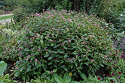 Pink Turtlehead (Chelone obliqua) at The Mustard Seed