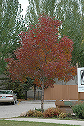 Northern Blaze White Ash (Fraxinus americana 'Northern Blaze') at Lakeshore Garden Centres
