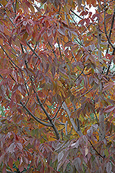 Northern Blaze White Ash (Fraxinus americana 'Northern Blaze') at Lakeshore Garden Centres