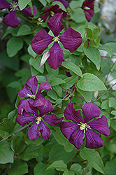 Etoile Violette Clematis (Clematis 'Etoile Violette') at Golden Acre Home & Garden