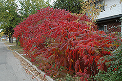 Staghorn Sumac (Rhus typhina) at A Very Successful Garden Center