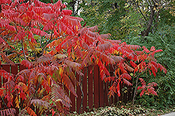 Staghorn Sumac (Rhus typhina) at Peter Knippel Garden Centre