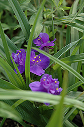 Blue Stone Spiderwort (Tradescantia x andersoniana 'Blue Stone') at Lakeshore Garden Centres