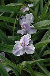 Little White Doll Spiderwort (Tradescantia x andersoniana 'Little White Doll') at Lakeshore Garden Centres