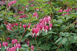 Common Bleeding Heart (Dicentra spectabilis) at Peter Knippel Garden Centre