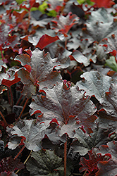 Prince Of Orange Coral Bells (Heuchera 'Prince Of Orange') at Lakeshore Garden Centres