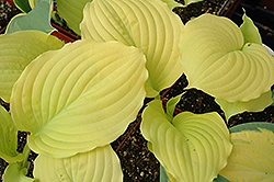Dawn's Early Light Hosta (Hosta 'Dawn's Early Light') at Lakeshore Garden Centres