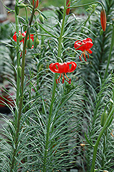 Coral Lily (Lilium tenuifolium) at Lakeshore Garden Centres