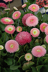 Tasso Pink English Daisy (Bellis perennis 'Tasso Pink') at Lakeshore Garden Centres