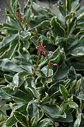 Jewel Of Opar (Talinum paniculatum 'Variegatum') at Lakeshore Garden Centres