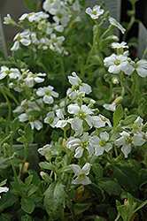 Snow Maiden Rock Cress (Aubrieta 'Snow Maiden') at Lakeshore Garden Centres