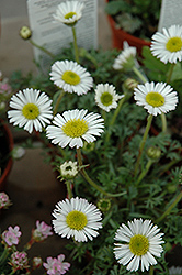 Cutleaf Alpine Fleabane (Erigeron compositus 'var. discoideus') at Lakeshore Garden Centres