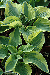Mama Mia Hosta (Hosta 'Mama Mia') at Lakeshore Garden Centres