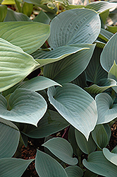 Halcyon Hosta (Hosta 'Halcyon') at A Very Successful Garden Center