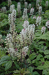 Spanish Cross Foamflower (Tiarella 'Spanish Cross') at Lakeshore Garden Centres