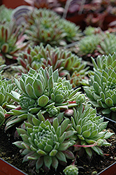 Georgette Hens And Chicks (Sempervivum 'Georgette') at Lakeshore Garden Centres