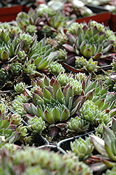 Clara Noyes Hens And Chicks (Sempervivum 'Clara Noyes') at Lakeshore Garden Centres