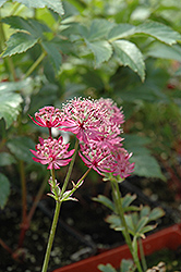 Claret Masterwort (Astrantia major 'Claret') at Lakeshore Garden Centres