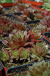 Pink Dawn Hens And Chicks (Sempervivum 'Pink Dawn') at Lakeshore Garden Centres